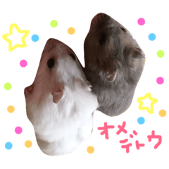 [LINEスタンプ] はむちゃんず〜2匹のシロクロ〜