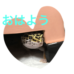 [LINEスタンプ] ヒョウモントカゲモドキ___