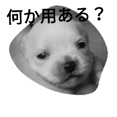 [LINEスタンプ] monotone puppies