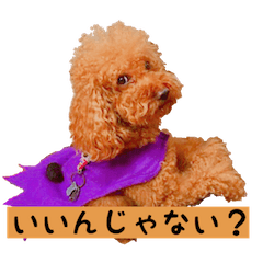 [LINEスタンプ] トイプードルはっちゃん