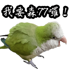 [LINEスタンプ] Cute Quaker parrot has something to say！