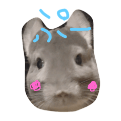 [LINEスタンプ] チンチラのぷー太郎