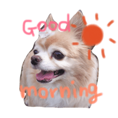 [LINEスタンプ] マイ犬スタンプ