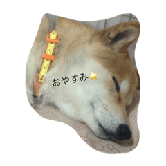 [LINEスタンプ] 新井家のそらちゃん