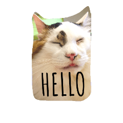 [LINEスタンプ] ぺる太の日常