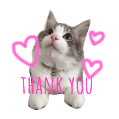 [LINEスタンプ] catcatcat cuto