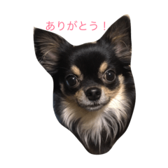 [LINEスタンプ] ロングコートチワワのまるくん