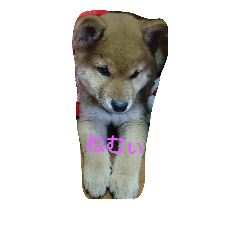 [LINEスタンプ] kumak