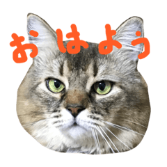 [LINEスタンプ] ジトめネコ