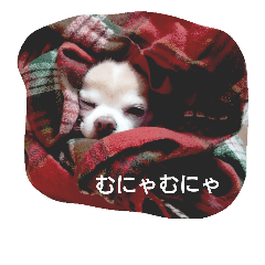 [LINEスタンプ] ばんびは犬です
