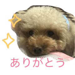 [LINEスタンプ] pretty dog ruru2