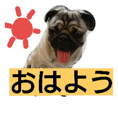 [LINEスタンプ] パグのうめ