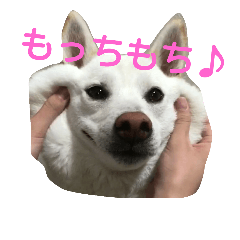 [LINEスタンプ] 白柴もっちの日常スタンプ