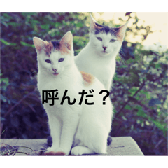 [LINEスタンプ] のらちゃん