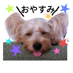 [LINEスタンプ] 実写ワンコちゃん