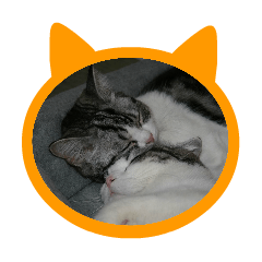 [LINEスタンプ] スコティッシュフォールドの兄妹猫の画像（メイン）