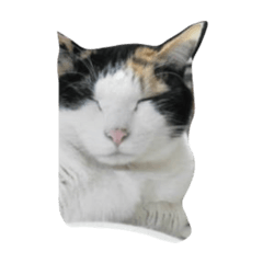[LINEスタンプ] nya-san ago san