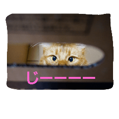[LINEスタンプ] くるん.1