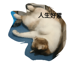 [LINEスタンプ] Tsundere Cat miau