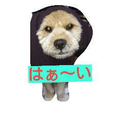 [LINEスタンプ] 犬との日常生活