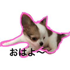 [LINEスタンプ] Hellochachamaru