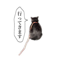 [LINEスタンプ] 黒猫ゆきちの毎日