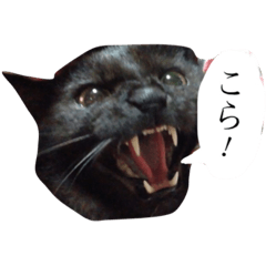[LINEスタンプ] nyannyanwan