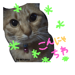 [LINEスタンプ] ネコのハナお嬢