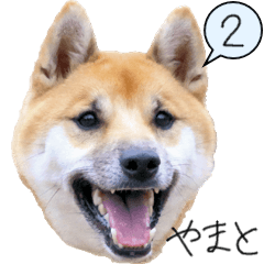 [LINEスタンプ] 柴犬やまと②