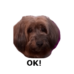 [LINEスタンプ] 私は犬のあんです