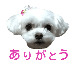 [LINEスタンプ] 犬の可愛いつぶやき