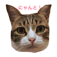 [LINEスタンプ] ほたしゃんスタンプ