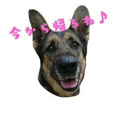 [LINEスタンプ] ジャーマンシェパード ナナちゃん