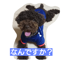 [LINEスタンプ] ラブリーなトイプードル#/