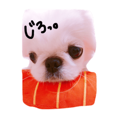 [LINEスタンプ] ペキニーズのコンちゃん