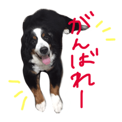 [LINEスタンプ] 我が家のワンコさま