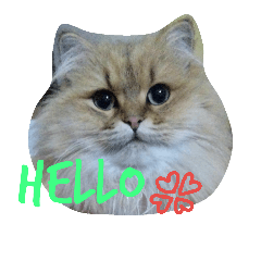 [LINEスタンプ] Chinchilla Persian brothers