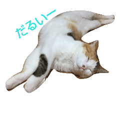 [LINEスタンプ] あんちゃんスタンプでふ