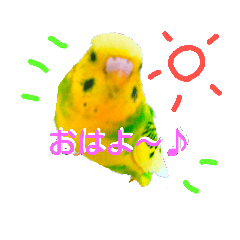 [LINEスタンプ] トイプードル＆インコ