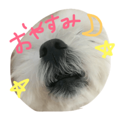[LINEスタンプ] マルチーズのくぅ