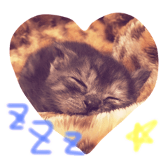 [LINEスタンプ] はちわれ グレー さびにゃん