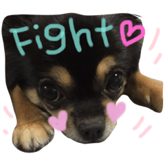 [LINEスタンプ] チワワ犬プッチちゃん