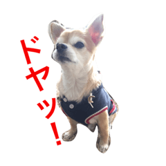 [LINEスタンプ] チワワのミルくん2