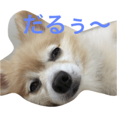 [LINEスタンプ] さくにゃんの毎日