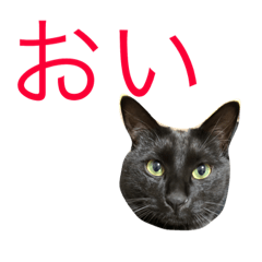 [LINEスタンプ] 黒猫人君