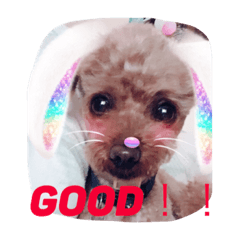 [LINEスタンプ] ぎんとき