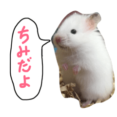[LINEスタンプ] フサフサハムスター ちみー