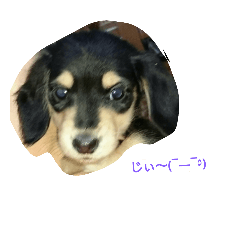 [LINEスタンプ] Lovely dachs