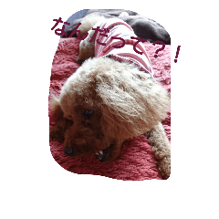 [LINEスタンプ] 私の可愛いい愛犬もも