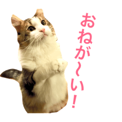 [LINEスタンプ] Morikun GOGO2